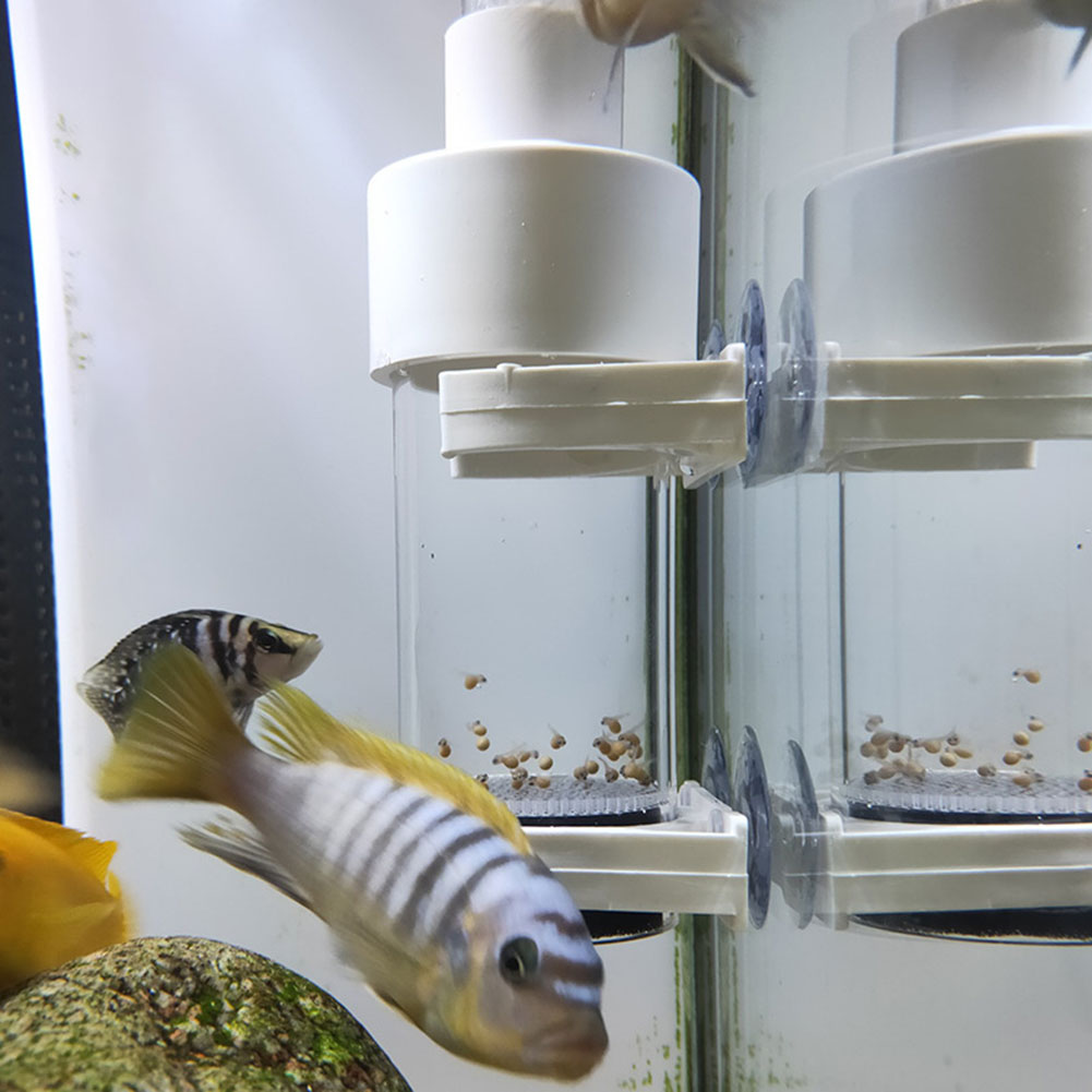 40mm Akvaryum Çiklitleri Kuluç - Marine Aquarium Kit incelemesi ve fiyatı