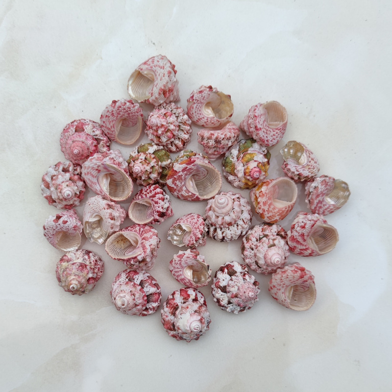 Doğal Ferraria Gallina Deniz K - Marine Aquarium Hermit Crab incelemesi ve fiyatı