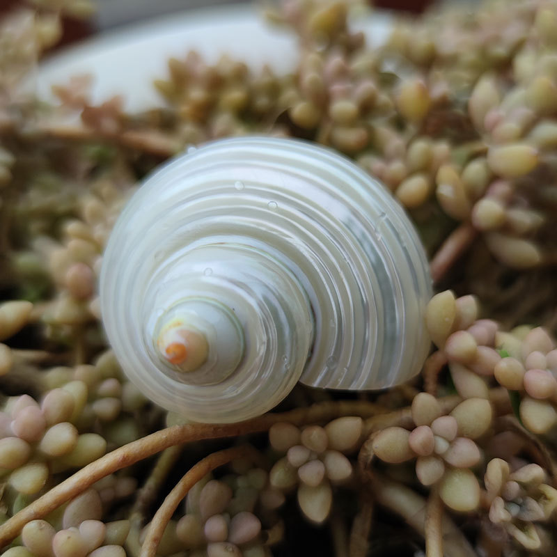 Doğal Turbo Marmoratus Kabuğu  - Marine Aquarium Hermit Crab incelemesi ve fiyatı